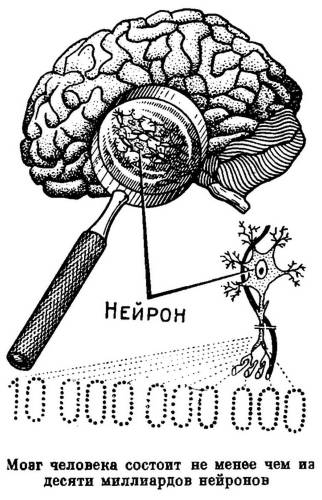Мозг человека состоит не менее чем из десяти миллиардов нейронов