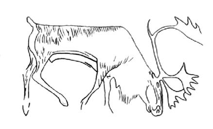 Рисунок северного оленя, гравированный на куске оленьего рога (пещера Кисслерлох близ Таингена). 