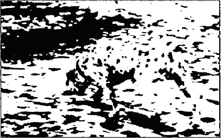 Далматинская собака Грегори (фотография Рона Джеймса)