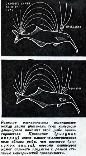 Разность электрических потенциалов между двумя участками тела нильского длиннорыла помогает этой рыбе ориентироваться. Проводник (рисунок вверху) иначе влияет на электрическое поле вблизи рыбы, чем изолятор (рисунок внизу), потому длиннорыл может отличать предметы с разной степенью электрической проводимости.