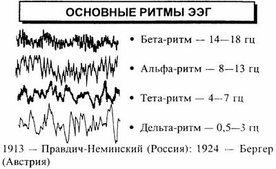 Ритмы активности головного мозга